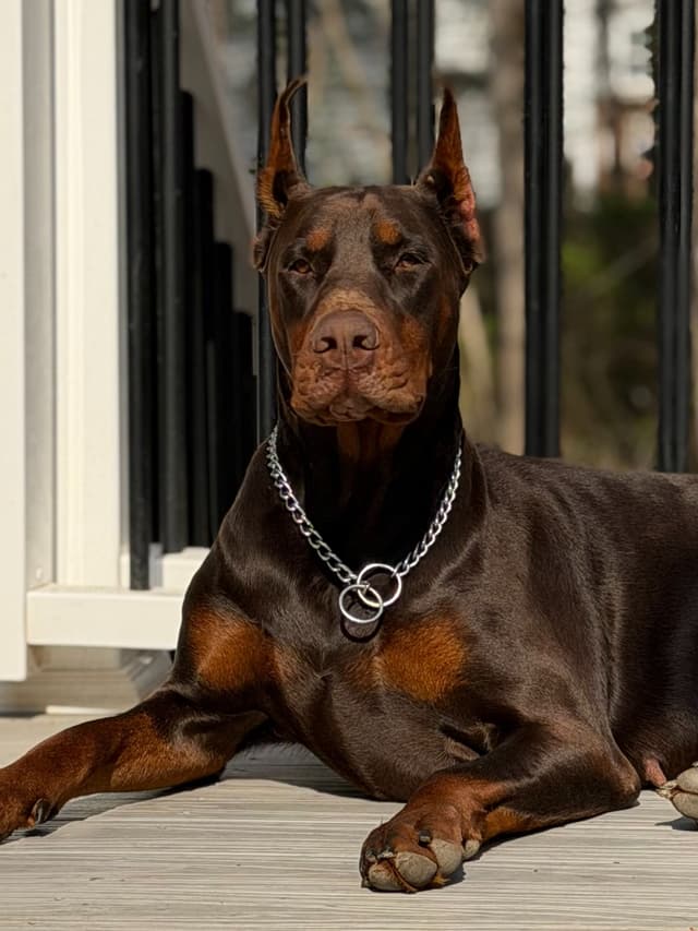 Pure European Doberman Puppies. Imported parents-Serbia/Belarus media 5