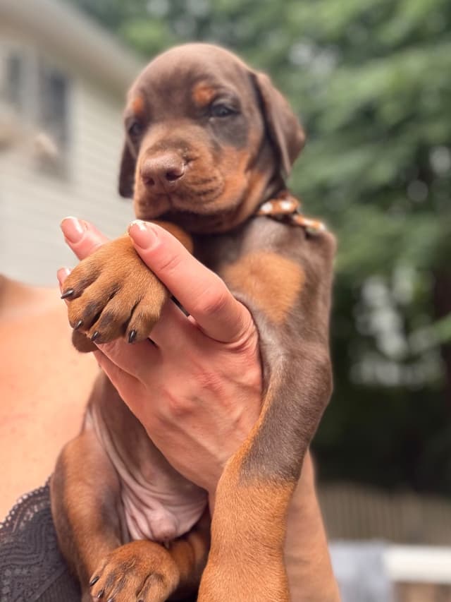 Pure European Doberman Puppies. Imported parents-Serbia/Belarus media 6