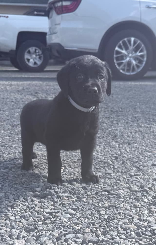 Labrador Retriever Puppies media 3