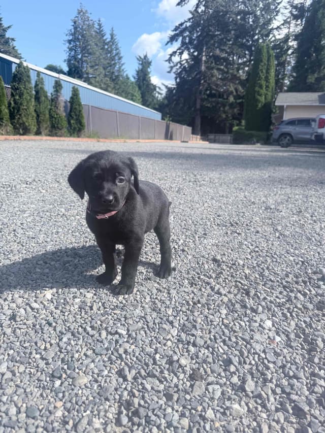 Labrador Retriever Puppies media 4