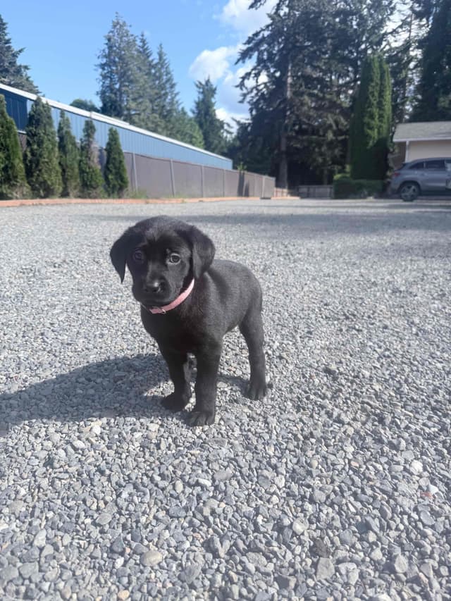 Labrador Retriever Puppies media 5