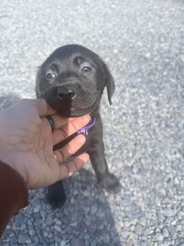 Labrador Retriever Puppies media 7