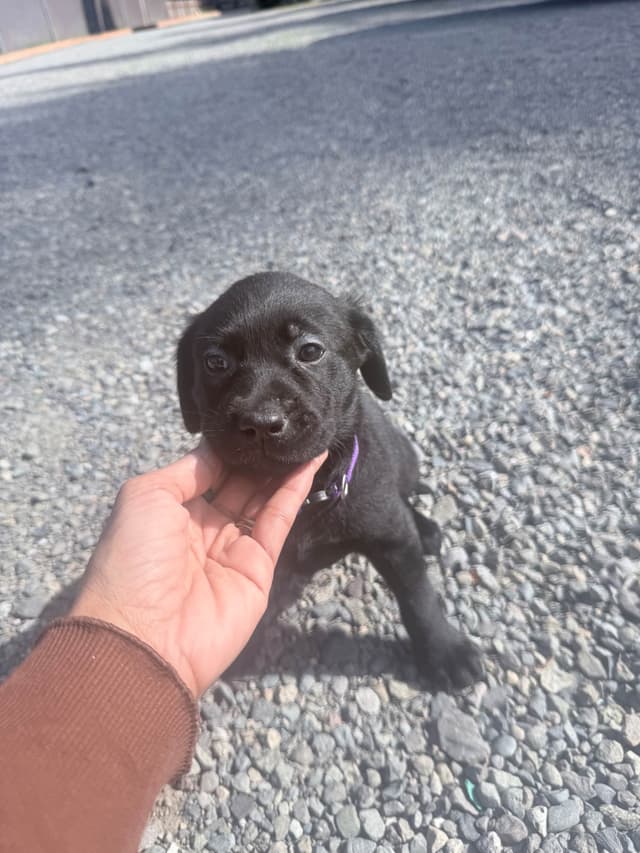 Labrador Retriever Puppies media 6