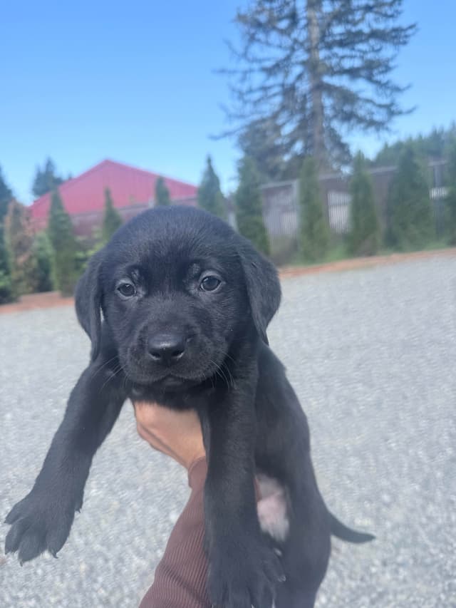 Labrador Retriever Puppies media 8