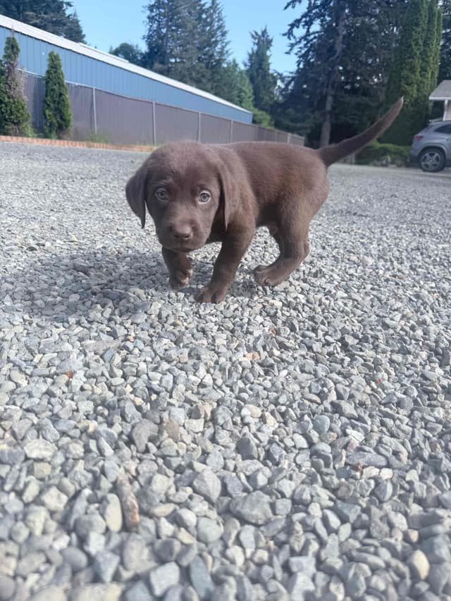 Labrador Retriever Puppies media 10