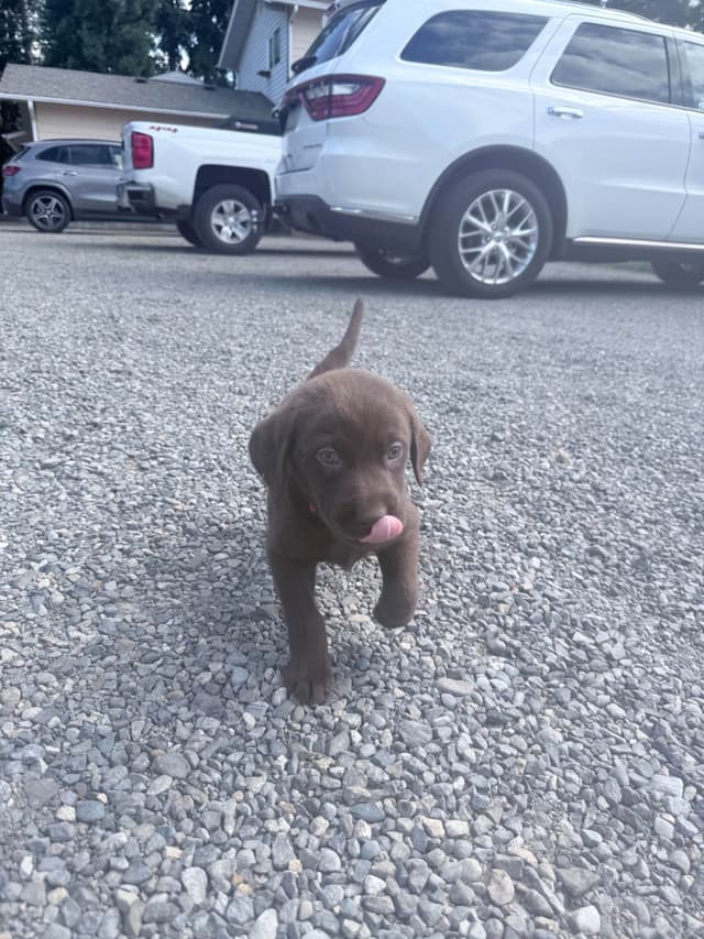 Labrador Retriever Puppies media 11