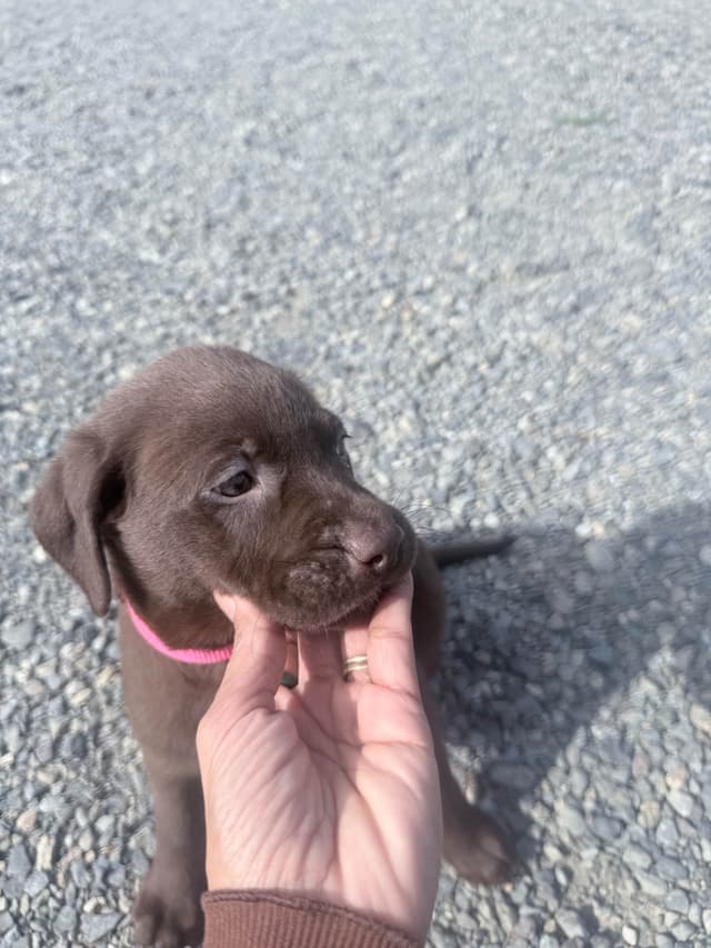 Labrador Retriever Puppies media 2