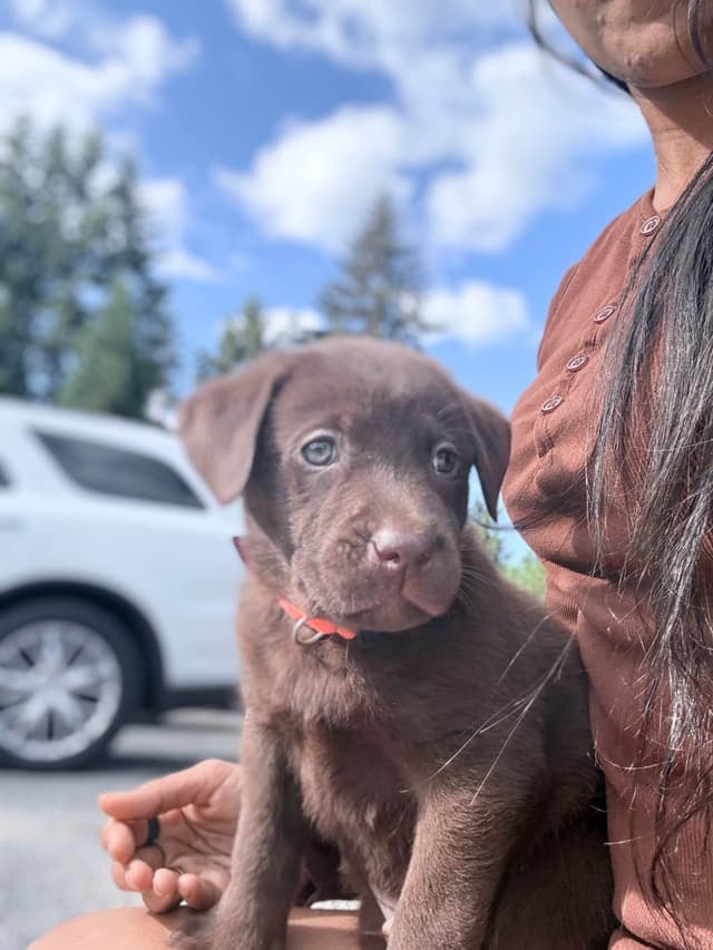 Labrador Retriever Puppies media 12