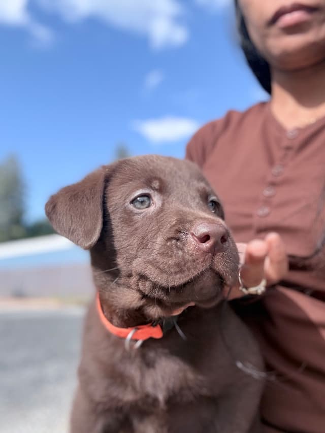 Labrador Retriever Puppies media 13