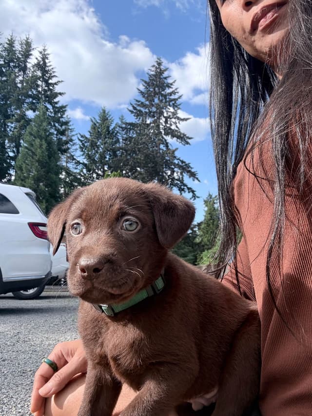 Labrador Retriever Puppies media 15