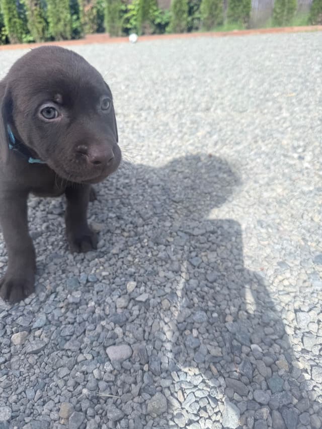 Labrador Retriever Puppies media 14