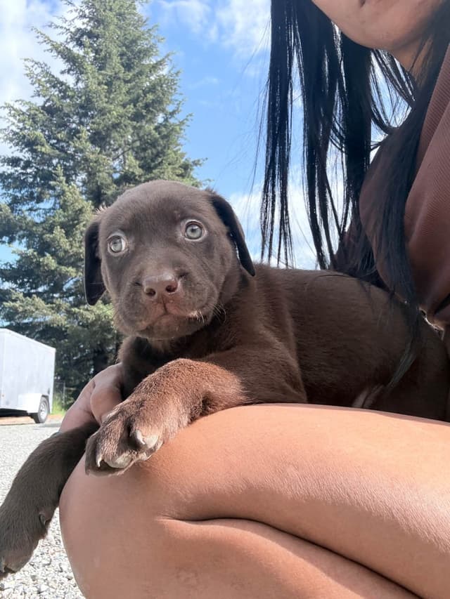 Labrador Retriever Puppies media 16