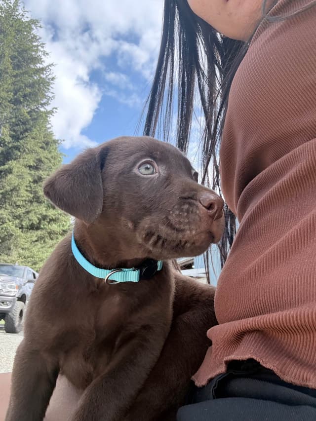 Labrador Retriever Puppies media 17