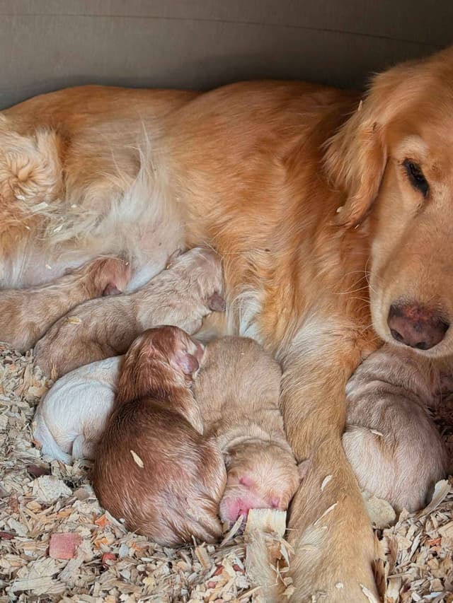 Golden Retriever Puppies media 2