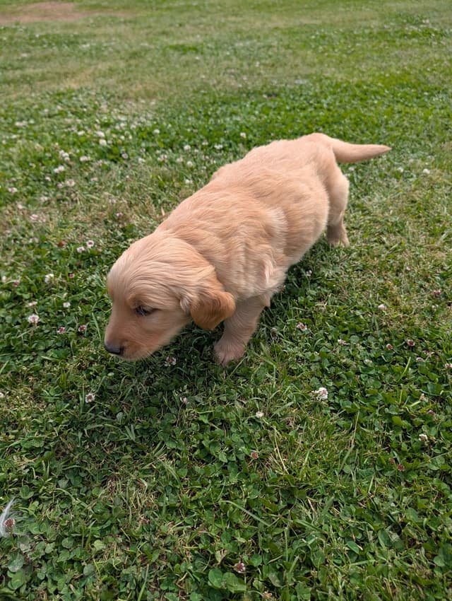 Golden Retriever Puppies media 3