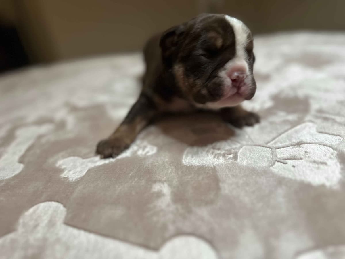 English Bulldog Puppies breeder image 11
