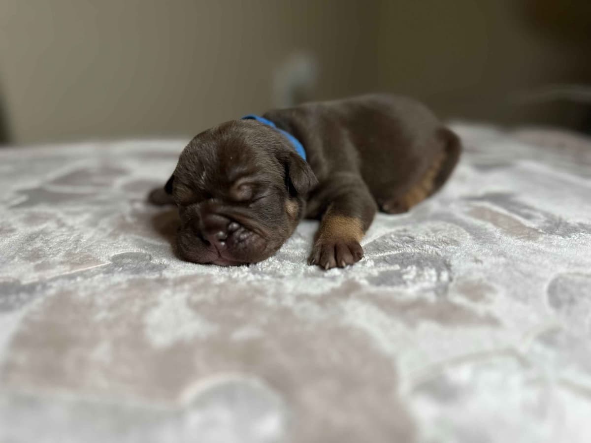 English Bulldog Puppies breeder image 12