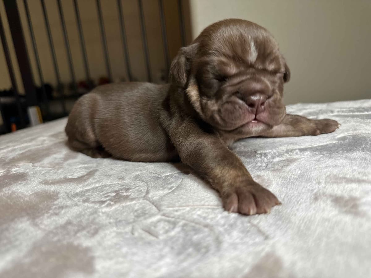 English Bulldog Puppies breeder image 13