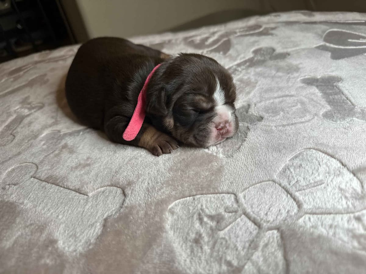 English Bulldog Puppies breeder image 15