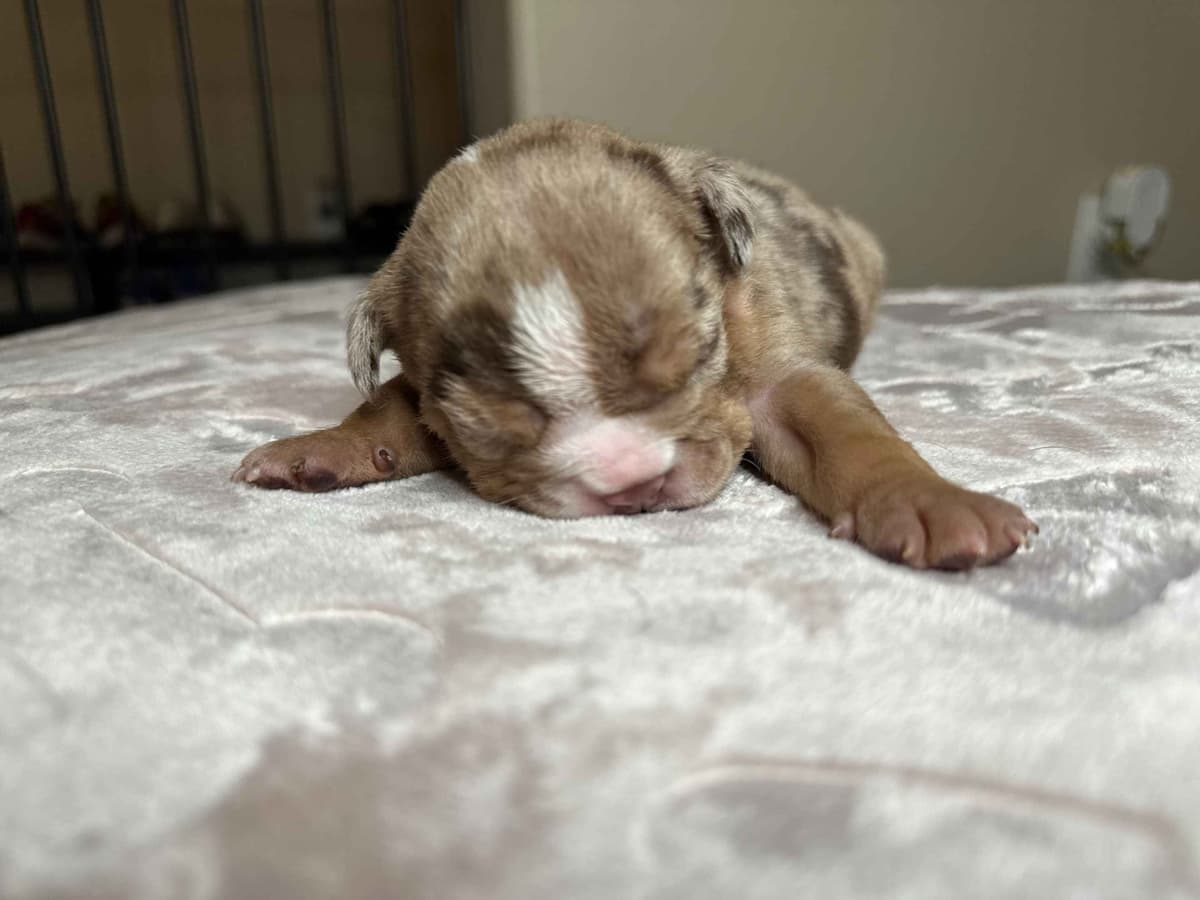 English Bulldog Puppies breeder image 14
