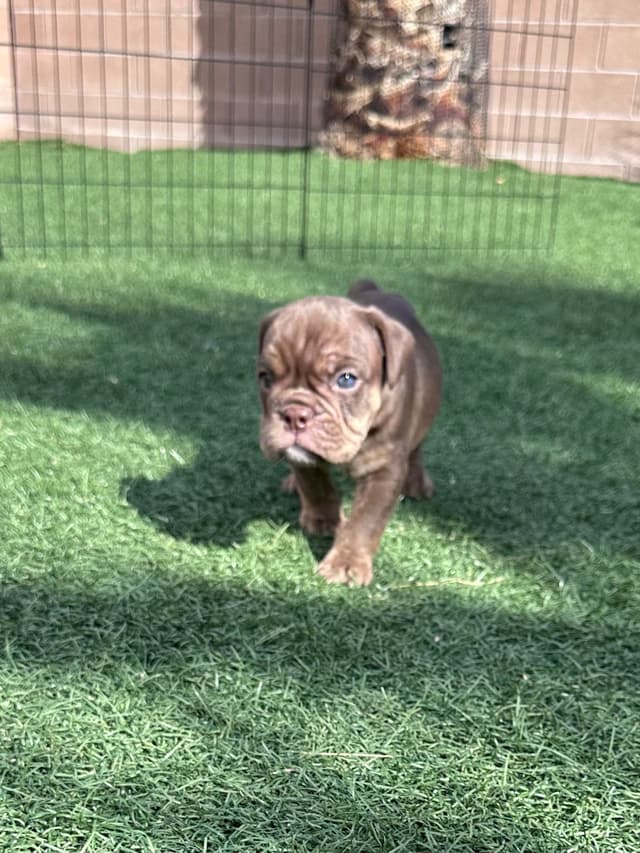 English Bulldog Puppies media 2