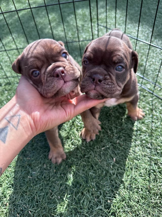 English Bulldog Puppies media 4
