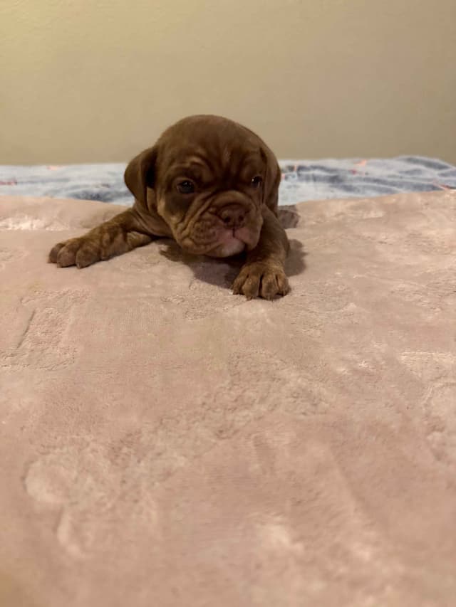 English Bulldog Puppies media 5