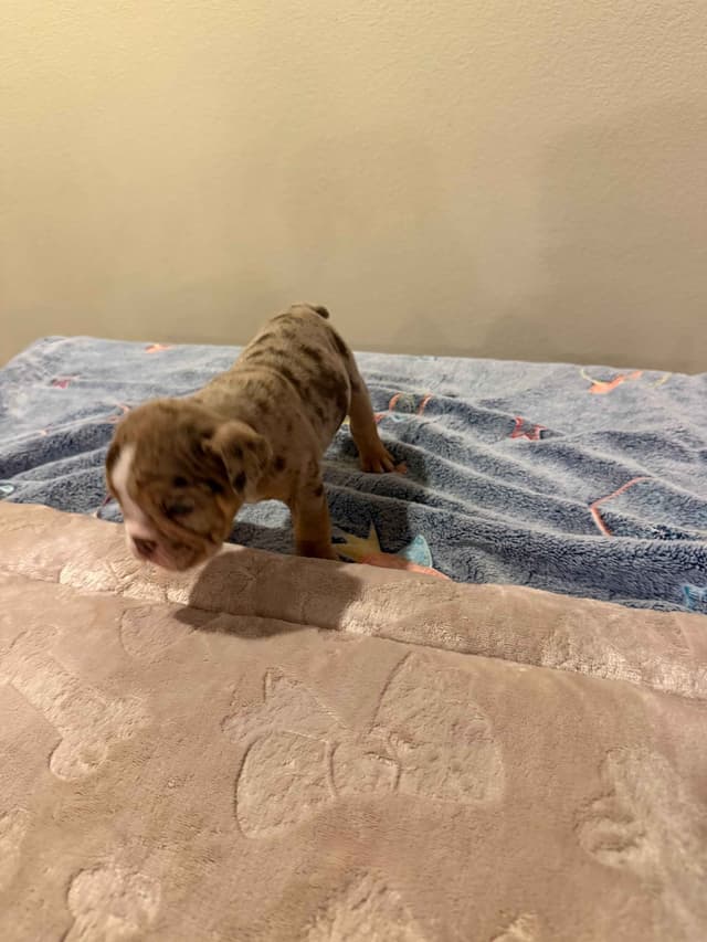 English Bulldog Puppies media 6