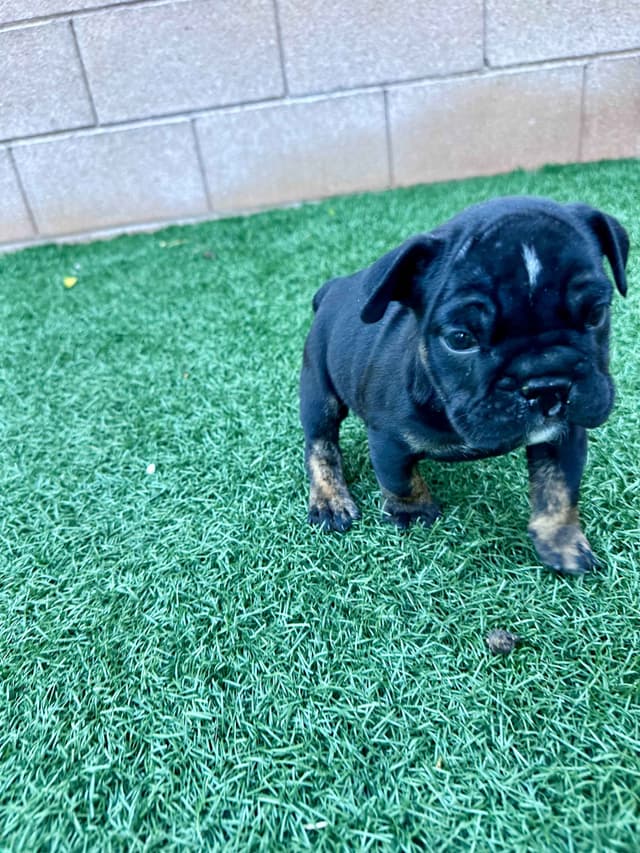 English Bulldog Puppies media 7
