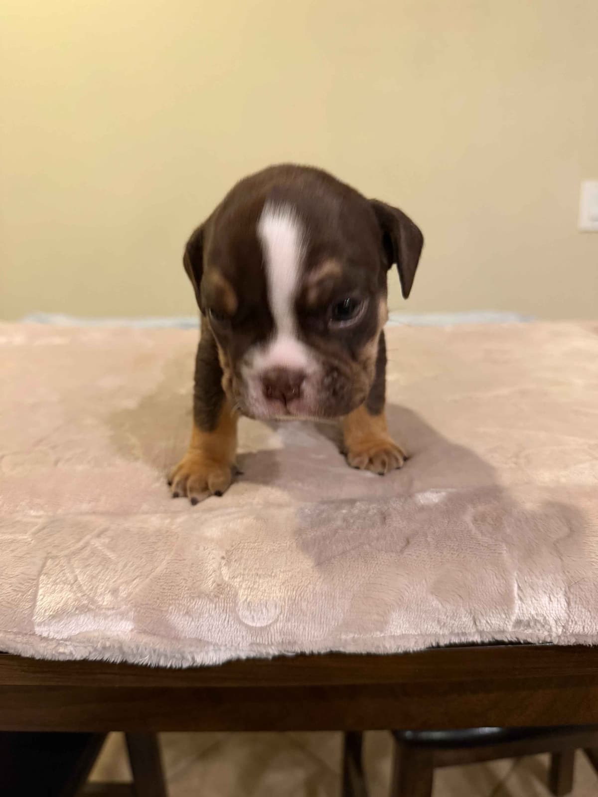 English Bulldog Puppies breeder image 17