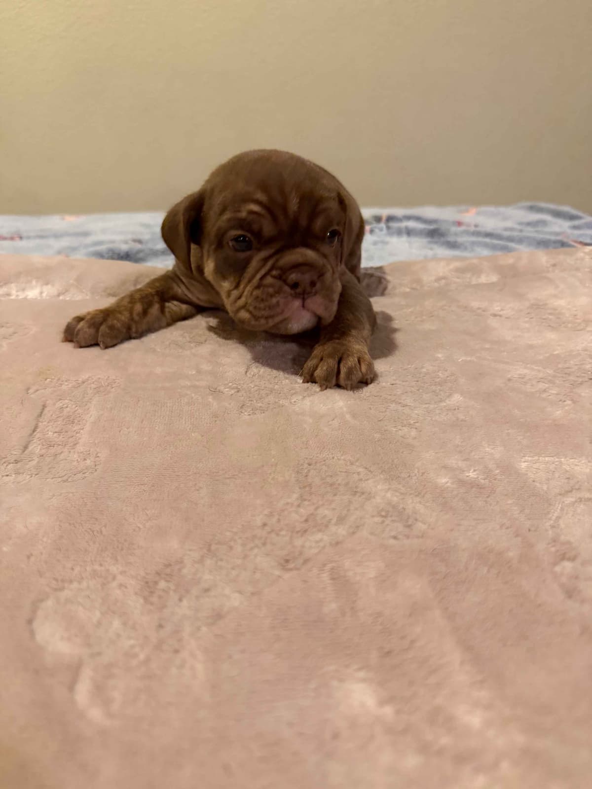 English Bulldog Puppies breeder image 18