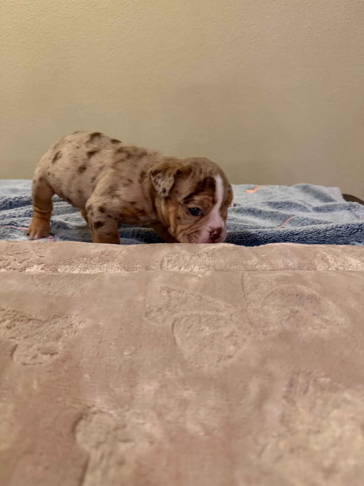 English Bulldog Puppies breeder image 20