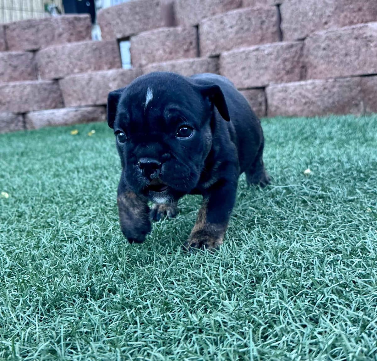 English Bulldog Puppies breeder image 19