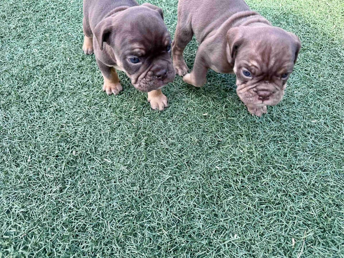 English Bulldog Puppies breeder image 23
