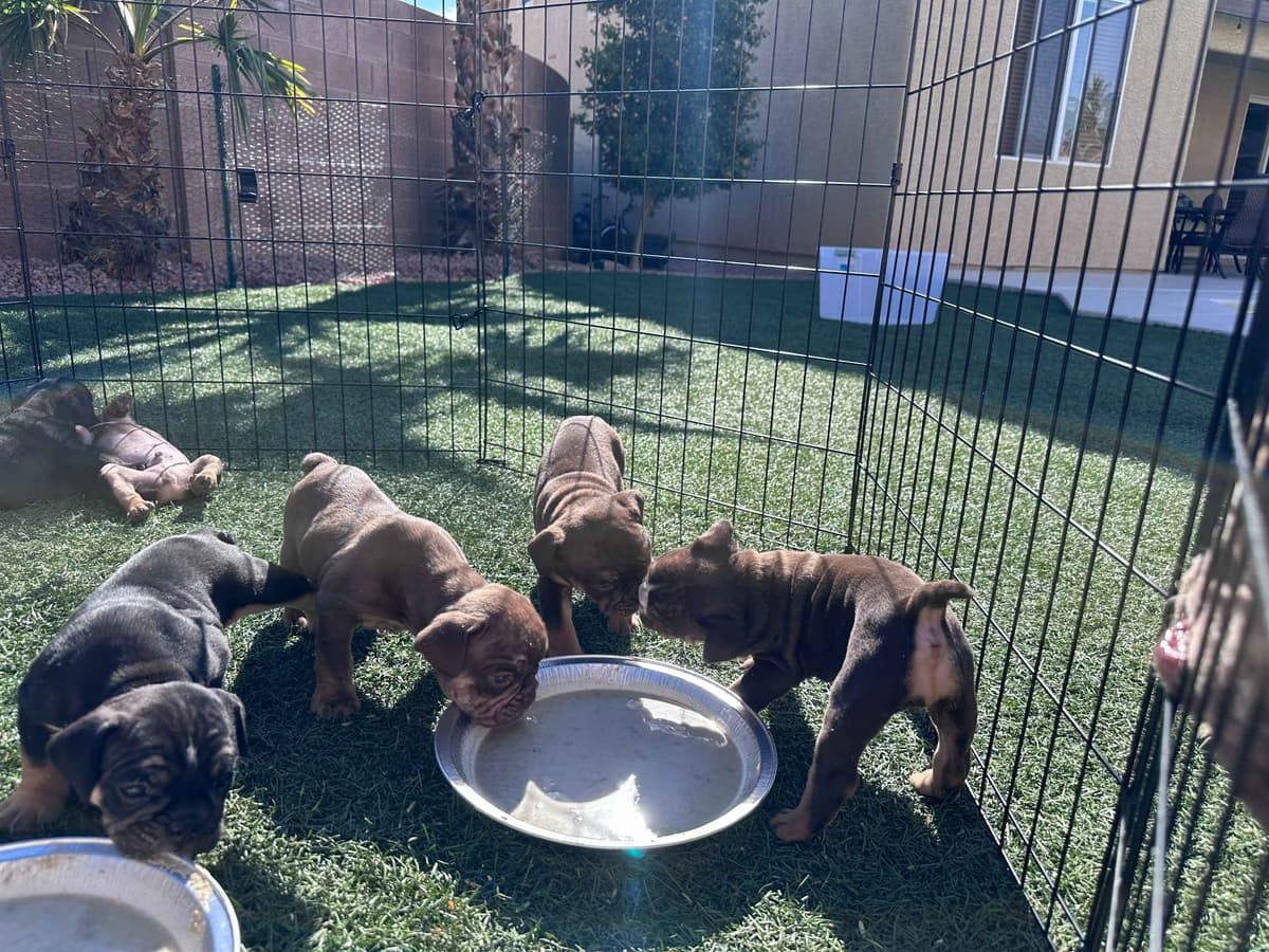 English Bulldog Puppies breeder image 24