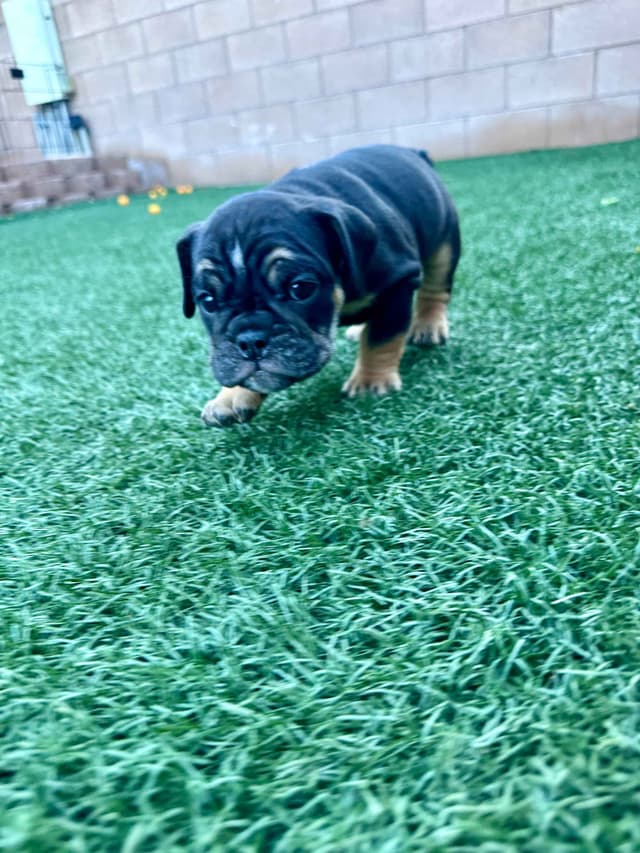 English Bulldog Puppies media 8