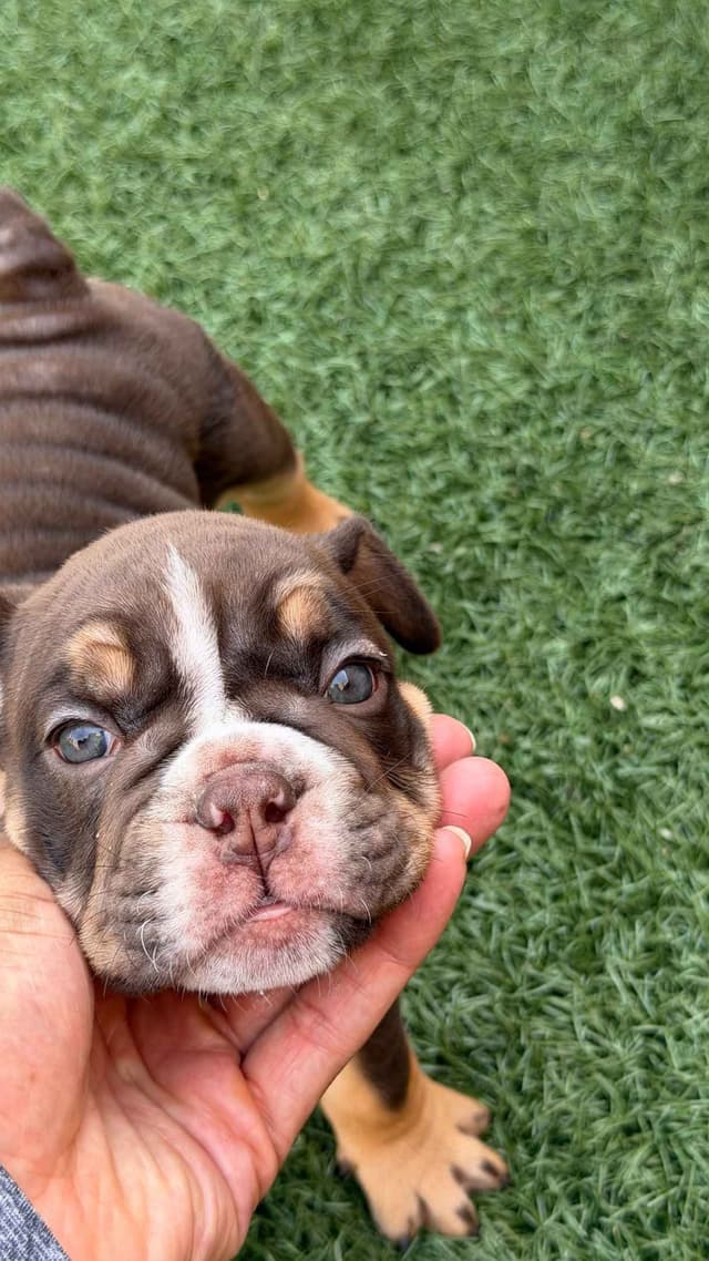 English Bulldog Puppies media 9