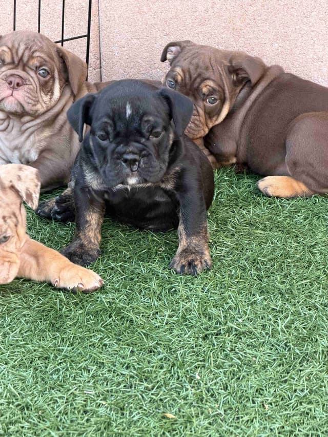 English Bulldog Puppies media 11