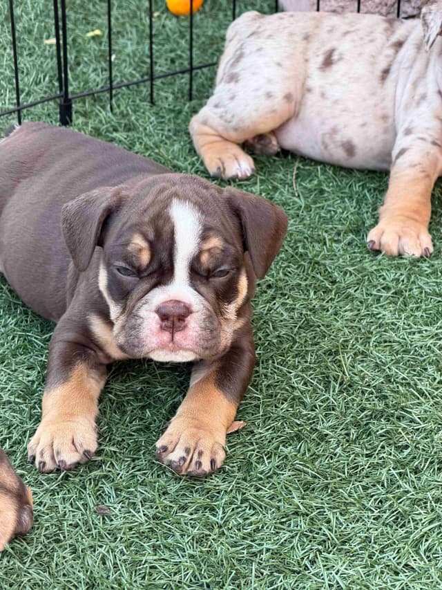 English Bulldog Puppies media 12