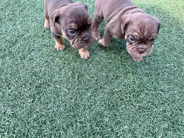 English Bulldog Puppies media 13