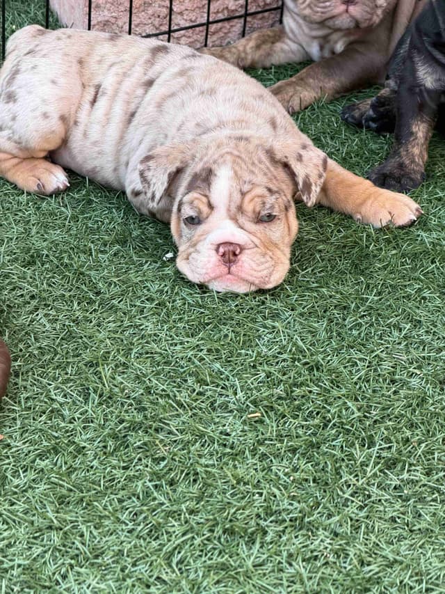 English Bulldog Puppies media 14