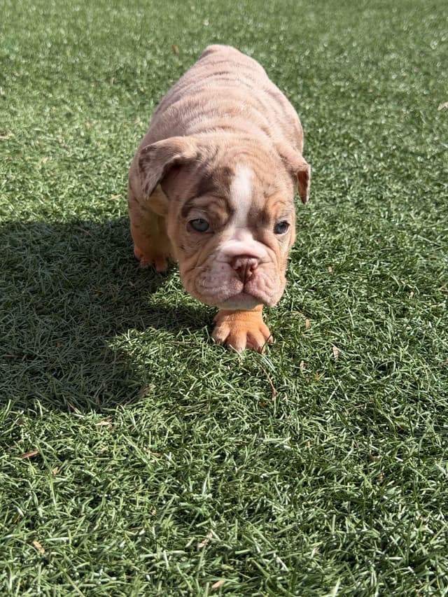 English Bulldog Puppies media 15