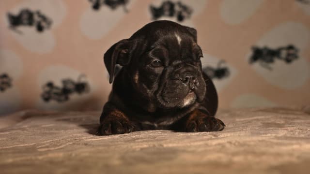 English Bulldog Puppies media 16