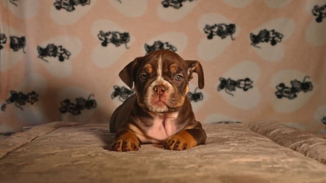 English Bulldog Puppies media 17
