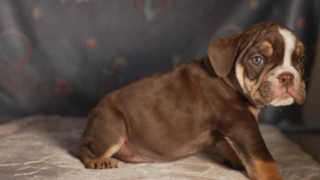 English Bulldog Puppies media 18