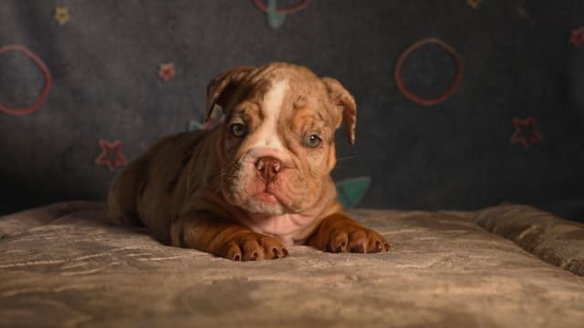 English Bulldog Puppies media 19