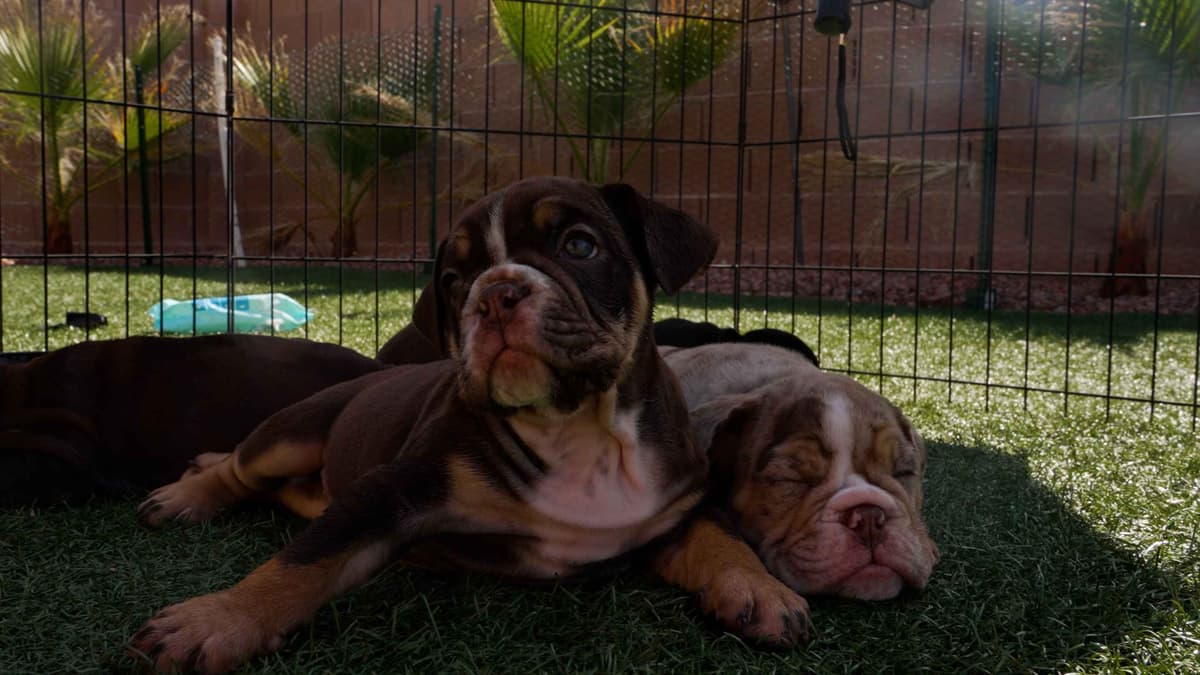 English Bulldog Puppies breeder image 27