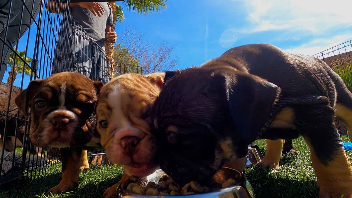 English Bulldog Puppies breeder image 10