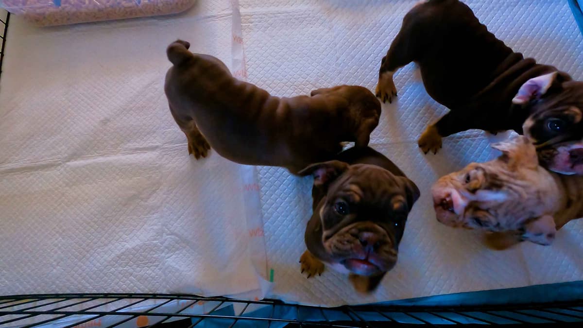 English Bulldog Puppies breeder image 9