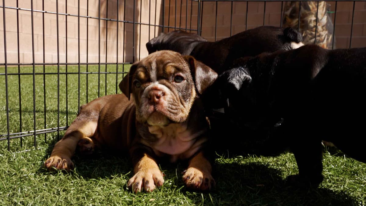 English Bulldog Puppies breeder image 28
